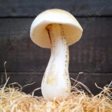 Real touch Élethű Gomba