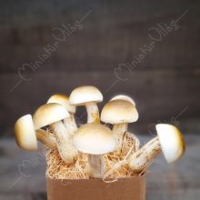 Real touch Élethű Gomba